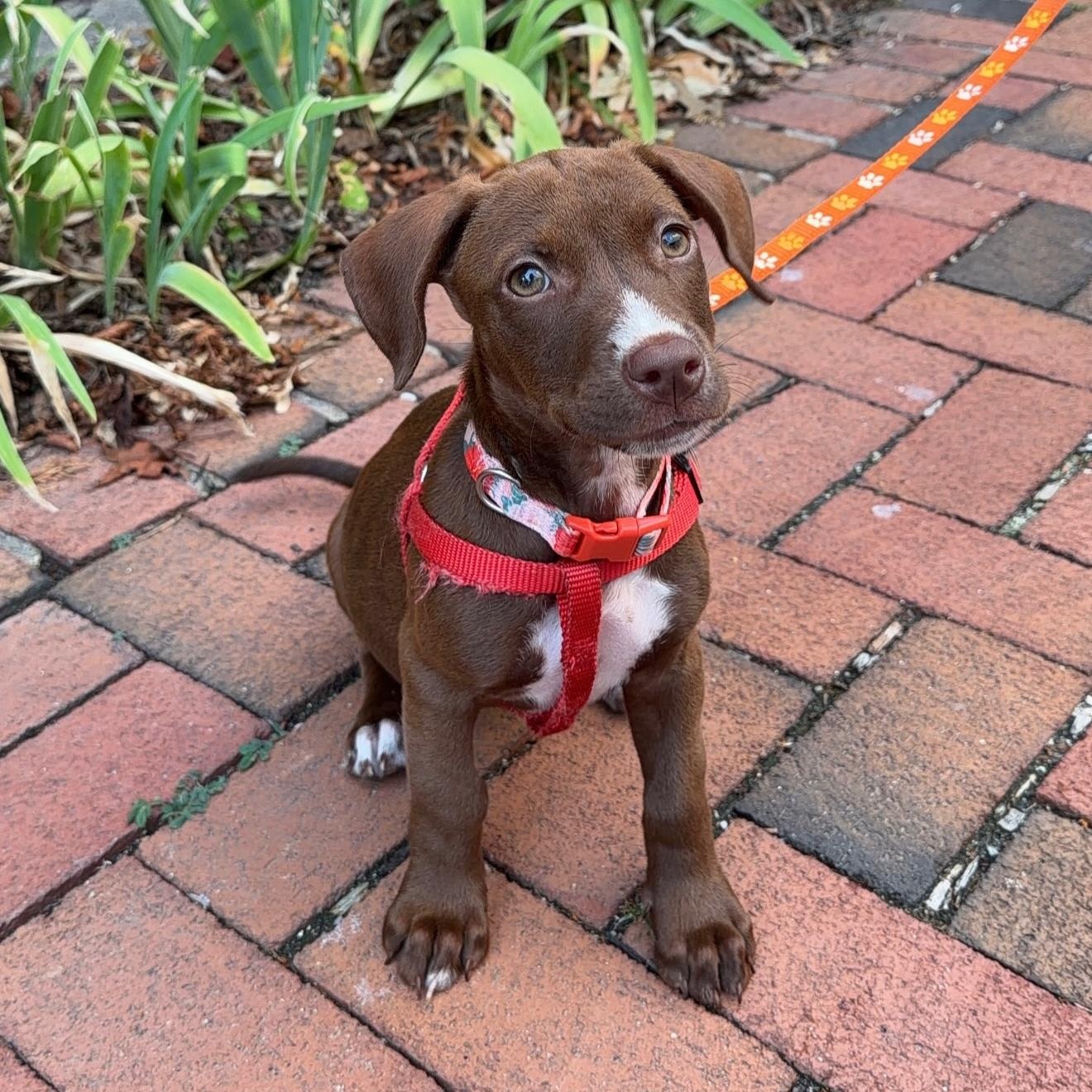 Annie, adopted, Puppy Female Mixed Breed.