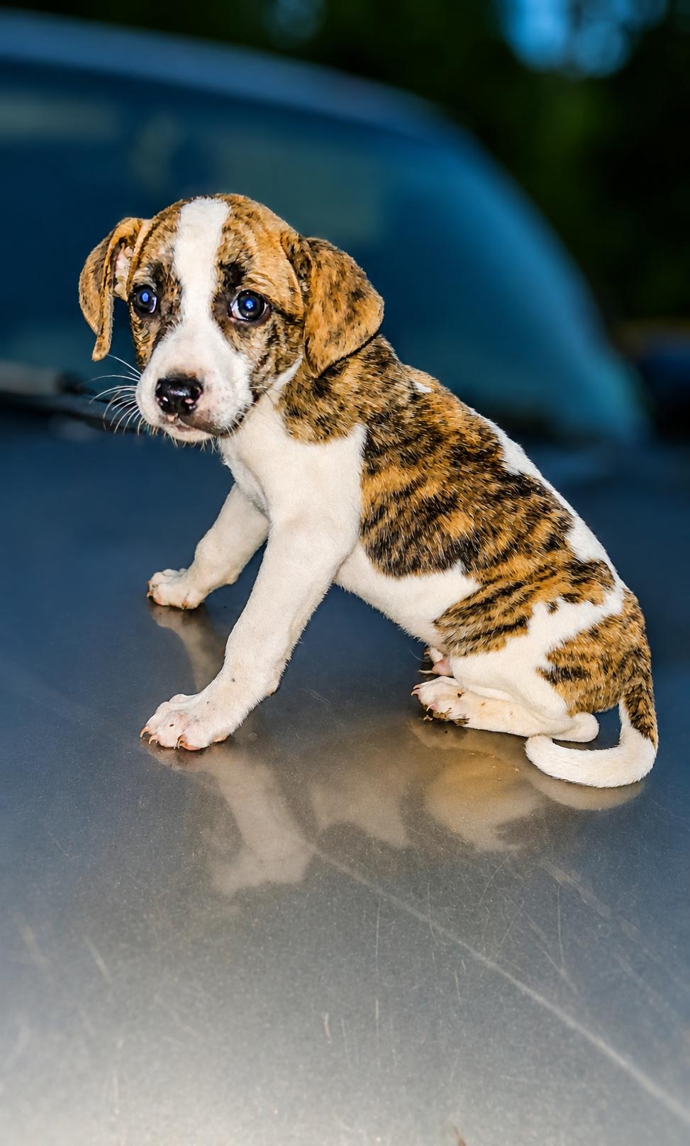 Enlarge Jonathan, a ADOPTABLE mixed breed in Bristol, TN image 1/1