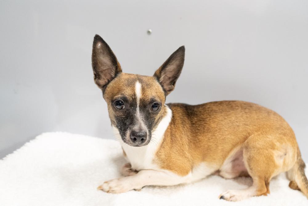 Cosmic Crisp #5055, a Adoptable mixed breed in Studio City, CA image 1/6