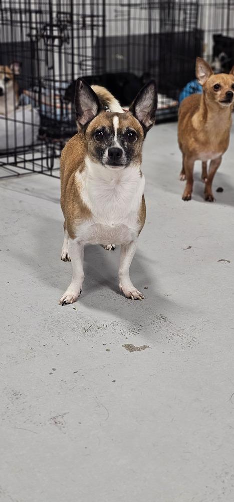 Cosmic Crisp #5055, a Adoptable mixed breed in Studio City, CA image 2/6