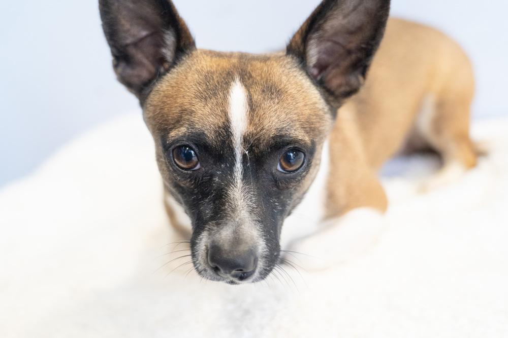 Cosmic Crisp #5055, a Adoptable mixed breed in Studio City, CA image 3/6