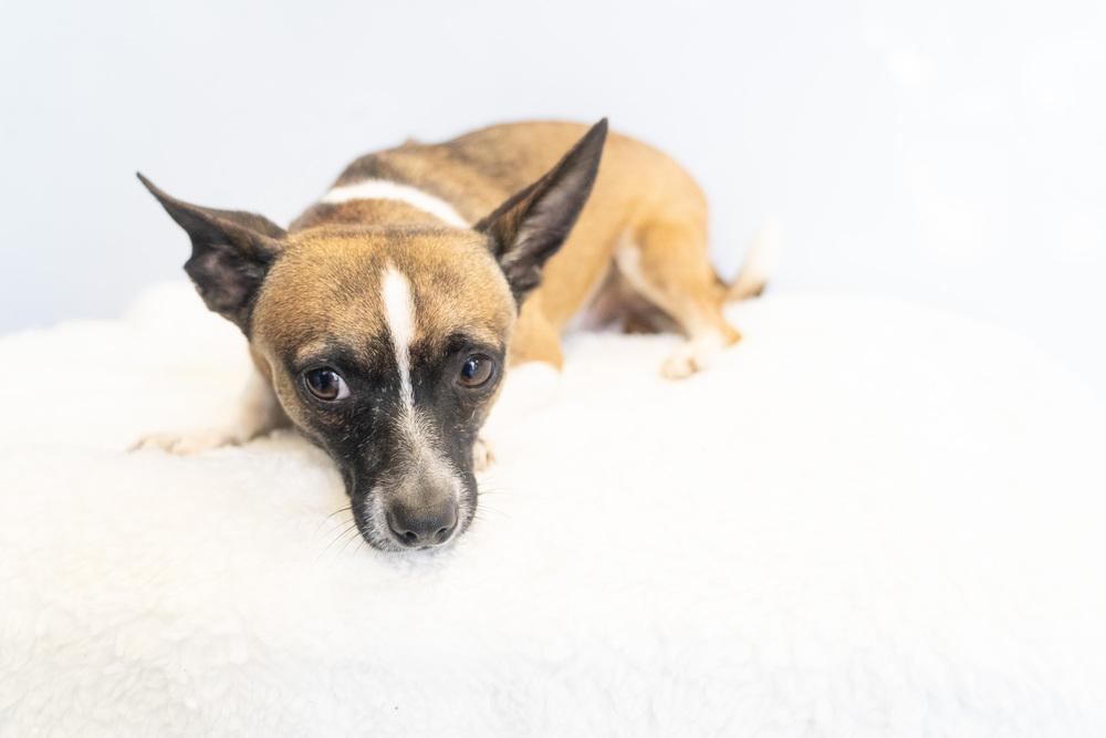 Cosmic Crisp #5055, a Adoptable mixed breed in Studio City, CA image 4/6