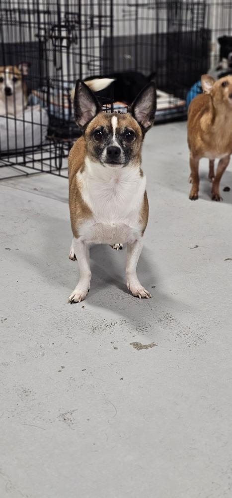 Cosmic Crisp #5055, a Adoptable mixed breed in Studio City, CA image 6/6