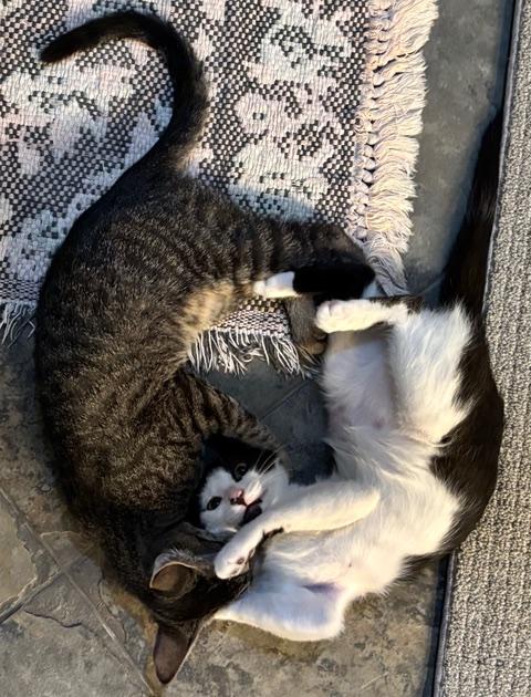 Maddie and Penny, a Adoptable Domestic Short Hair in Chino valley, AZ image 3/6