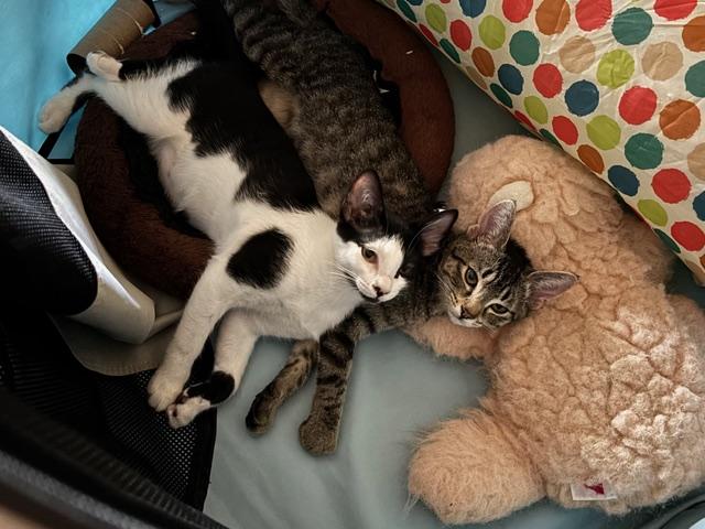 Maddie and Penny, a Adoptable Domestic Short Hair in Chino valley, AZ image 5/6