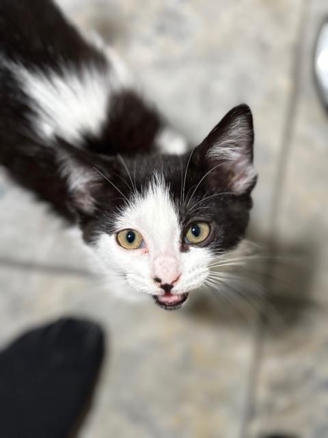 Maddie and Penny, a Adoptable Domestic Short Hair in Chino valley, AZ image 4/6