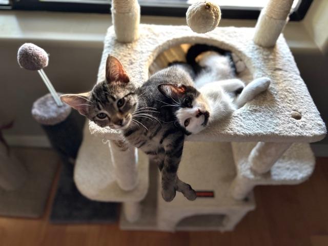 Maddie and Penny, a Adoptable Domestic Short Hair in Chino valley, AZ image 2/6