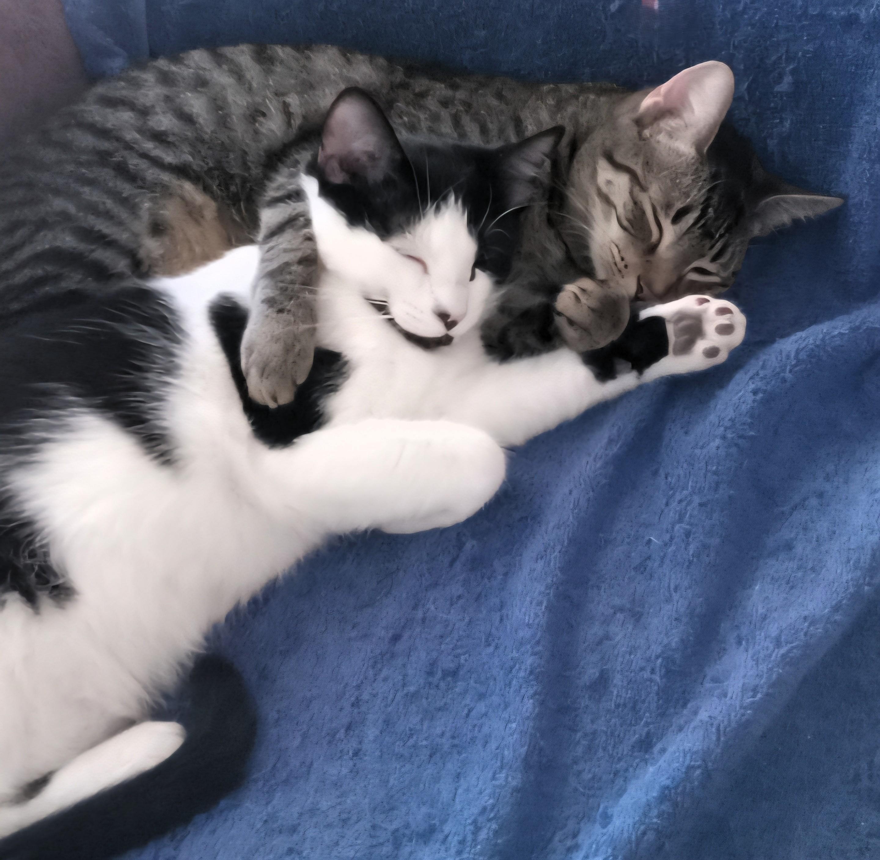 Maddie and Penny, a Adoptable Domestic Short Hair in Chino valley, AZ image 1/6