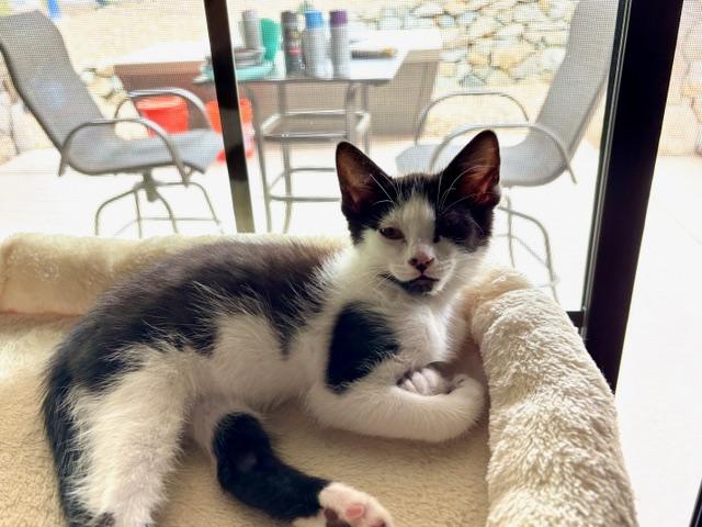 Maddie and Penny, a Adoptable Domestic Short Hair in Chino valley, AZ image 6/6