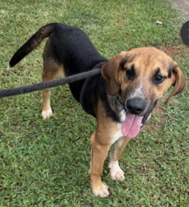 Enlarge Maverick, an adoptable mixed breed in Parma, OH image 1/1