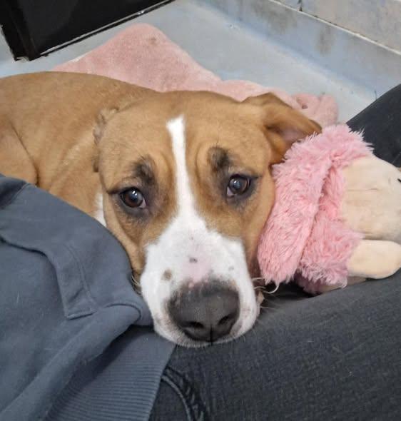 Maizy, ADOPTABLE, Adult Female Pit Bull Terrier.