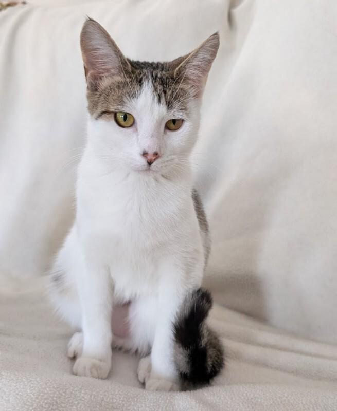 Cherish, Adoptable, Young Female Domestic Short Hair.