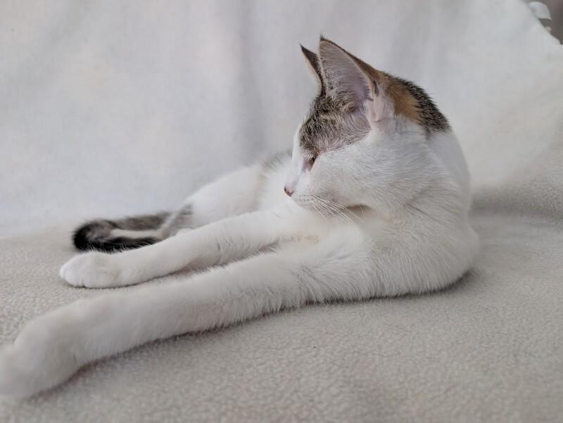 Enlarge Cherish, a Adoptable Domestic Short Hair in Adrian, MI image 2/6