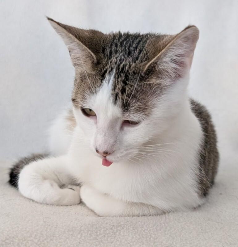 Enlarge Cherish, a Adoptable Domestic Short Hair in Adrian, MI image 3/6