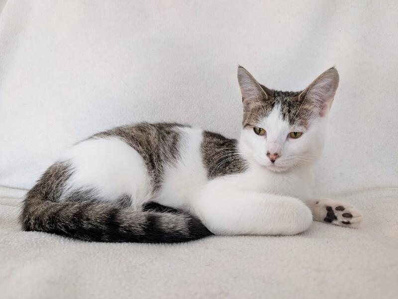 Enlarge Cherish, a Adoptable Domestic Short Hair in Adrian, MI image 4/6