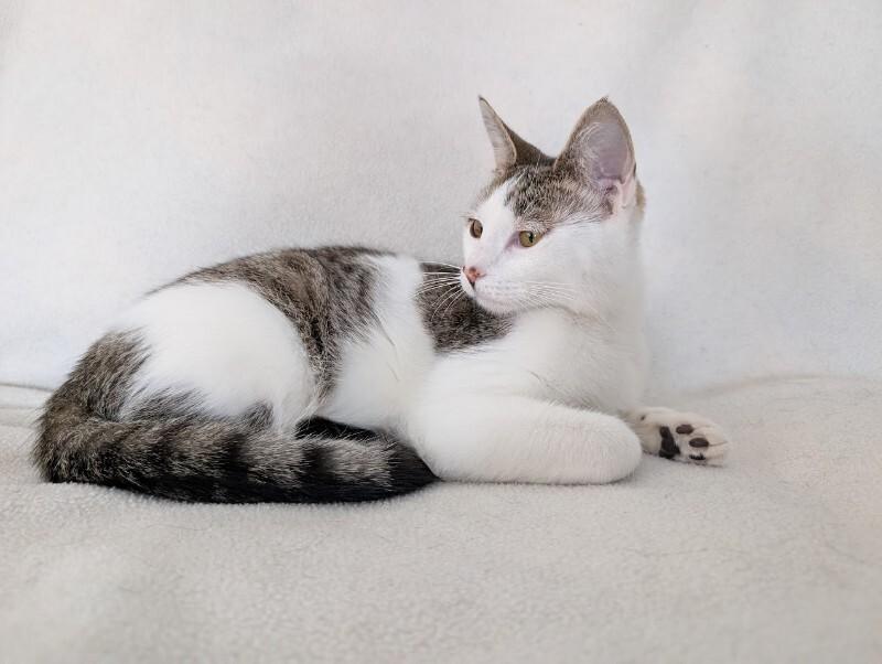 Enlarge Cherish, a Adoptable Domestic Short Hair in Adrian, MI image 5/6