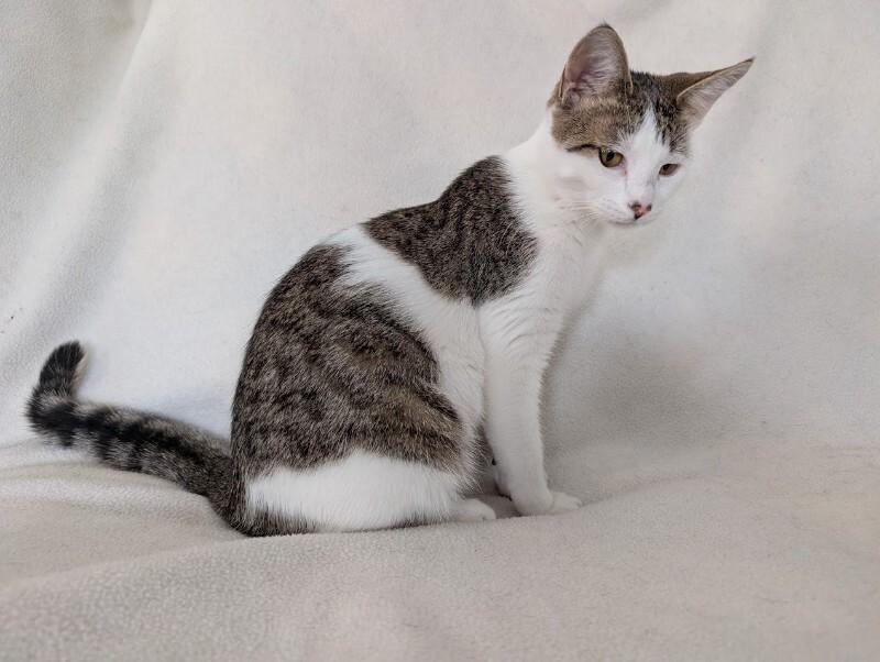 Enlarge Cherish, a Adoptable Domestic Short Hair in Adrian, MI image 6/6