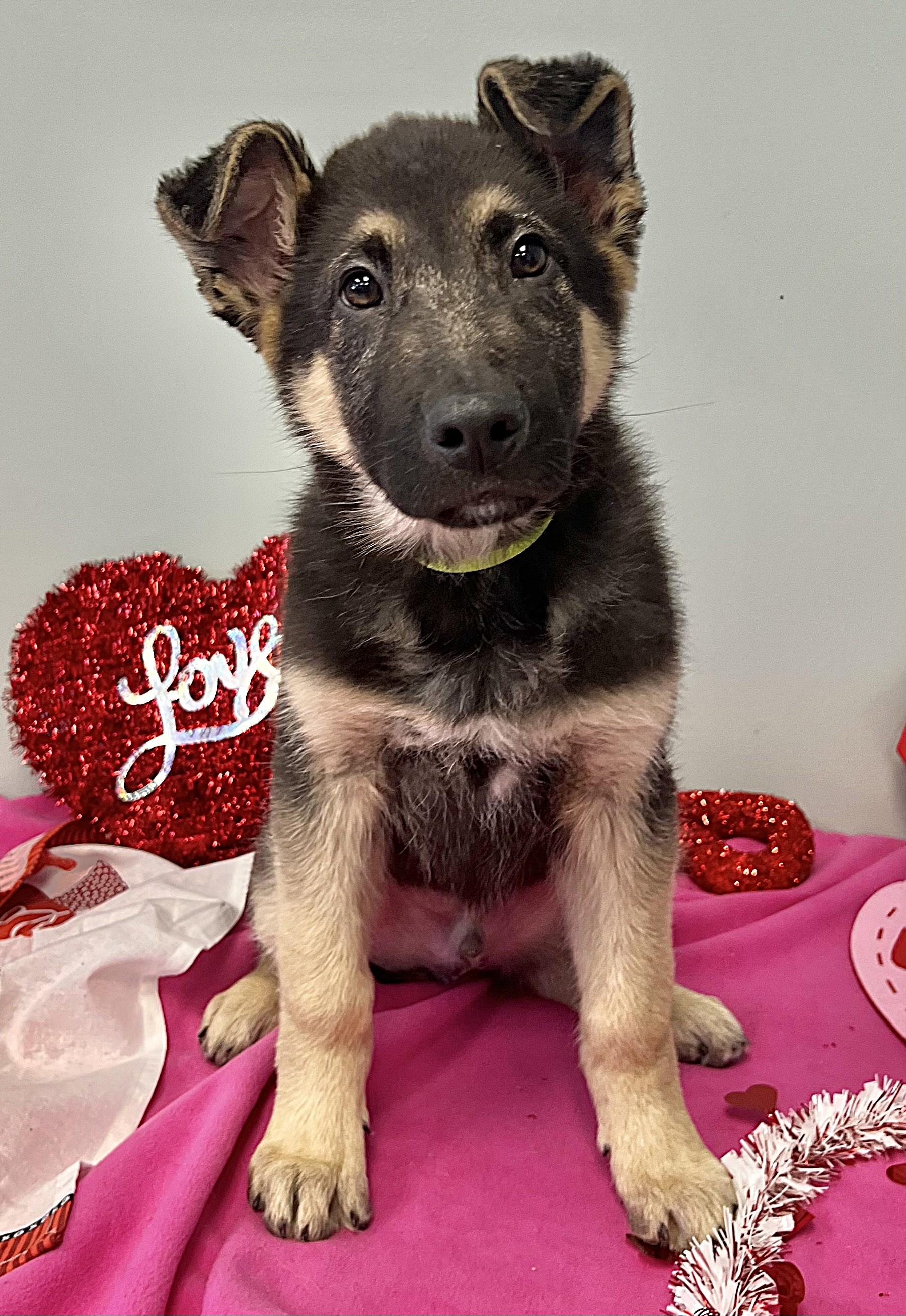 VALOR, an adopted German Shepherd Dog in Belmont, NY image 4/5