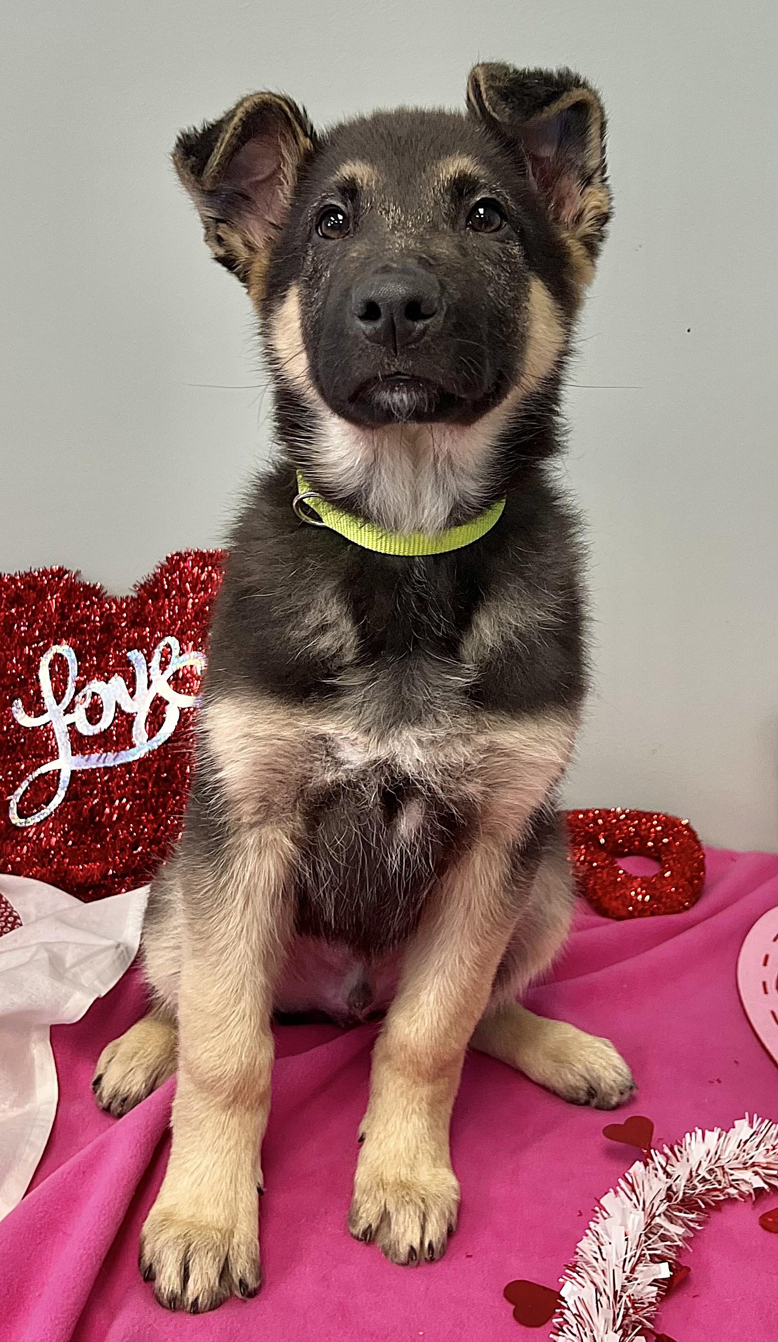 VALOR, an adopted German Shepherd Dog in Belmont, NY image 2/5