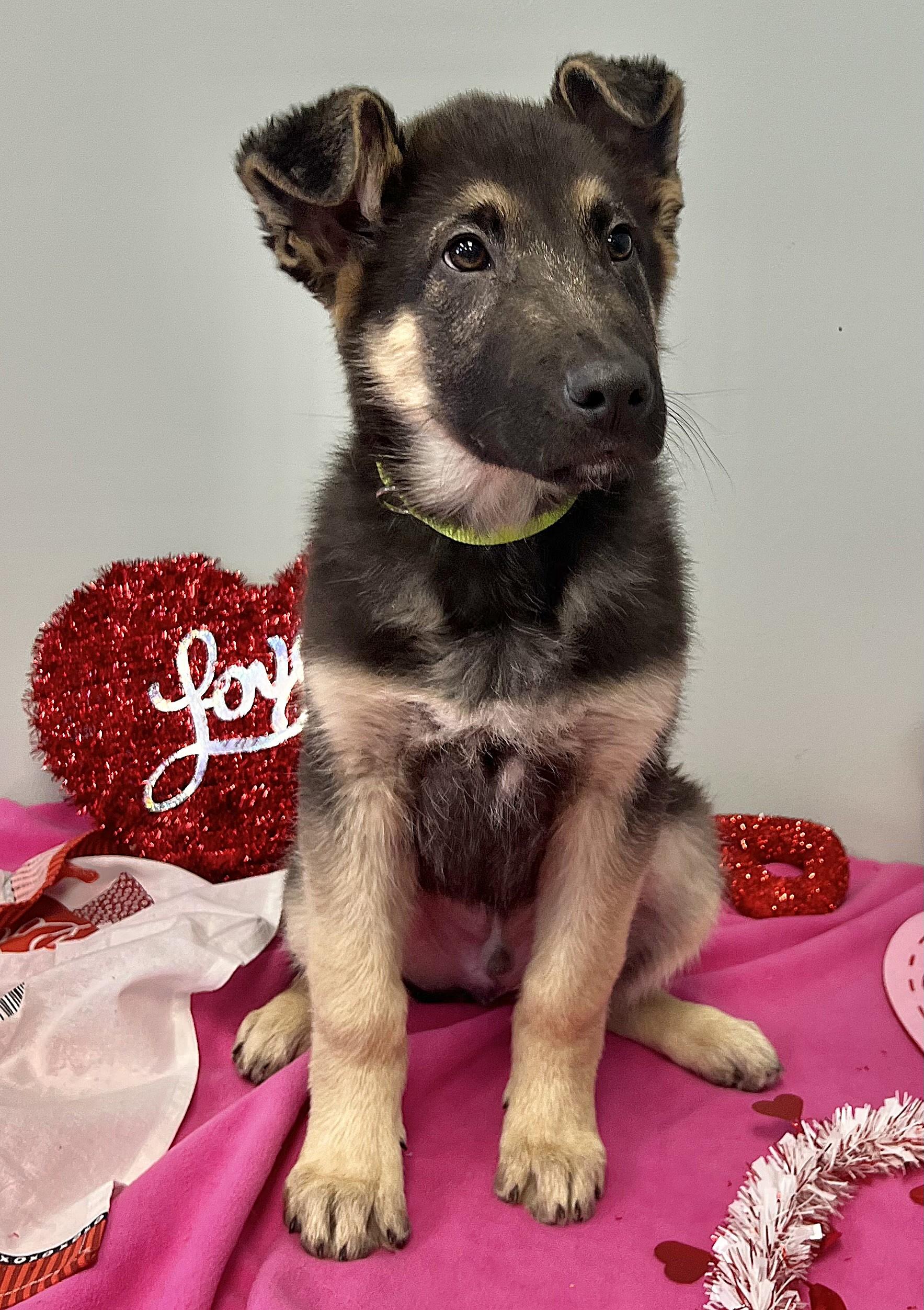 VALOR, an adopted German Shepherd Dog in Belmont, NY image 5/5