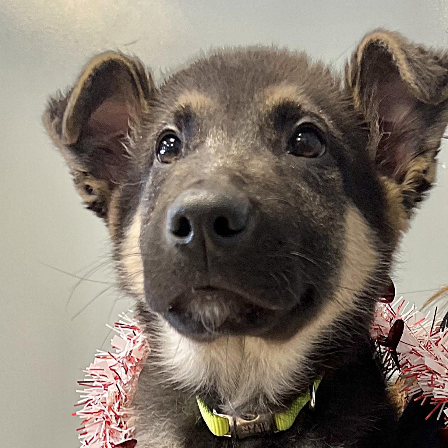 VALOR, adopted, Young Male German Shepherd Dog.