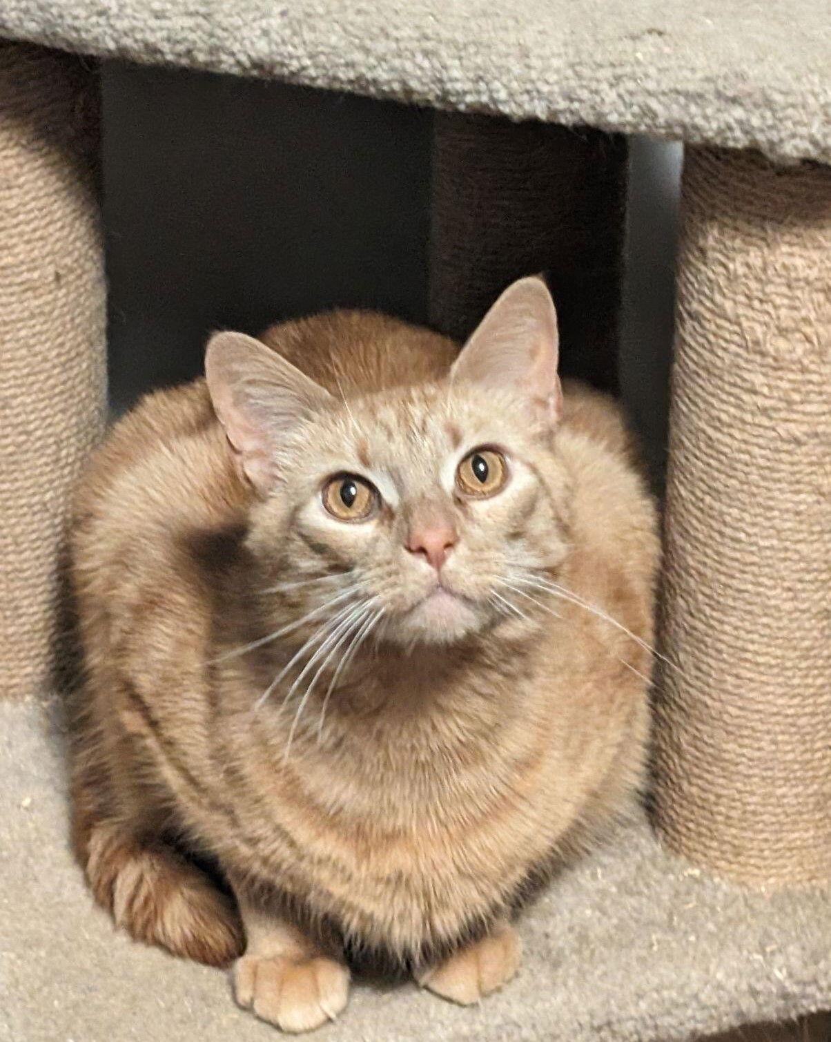 Enlarge CARUSO, a Adopted Tabby in Capshaw, AL image 2/3