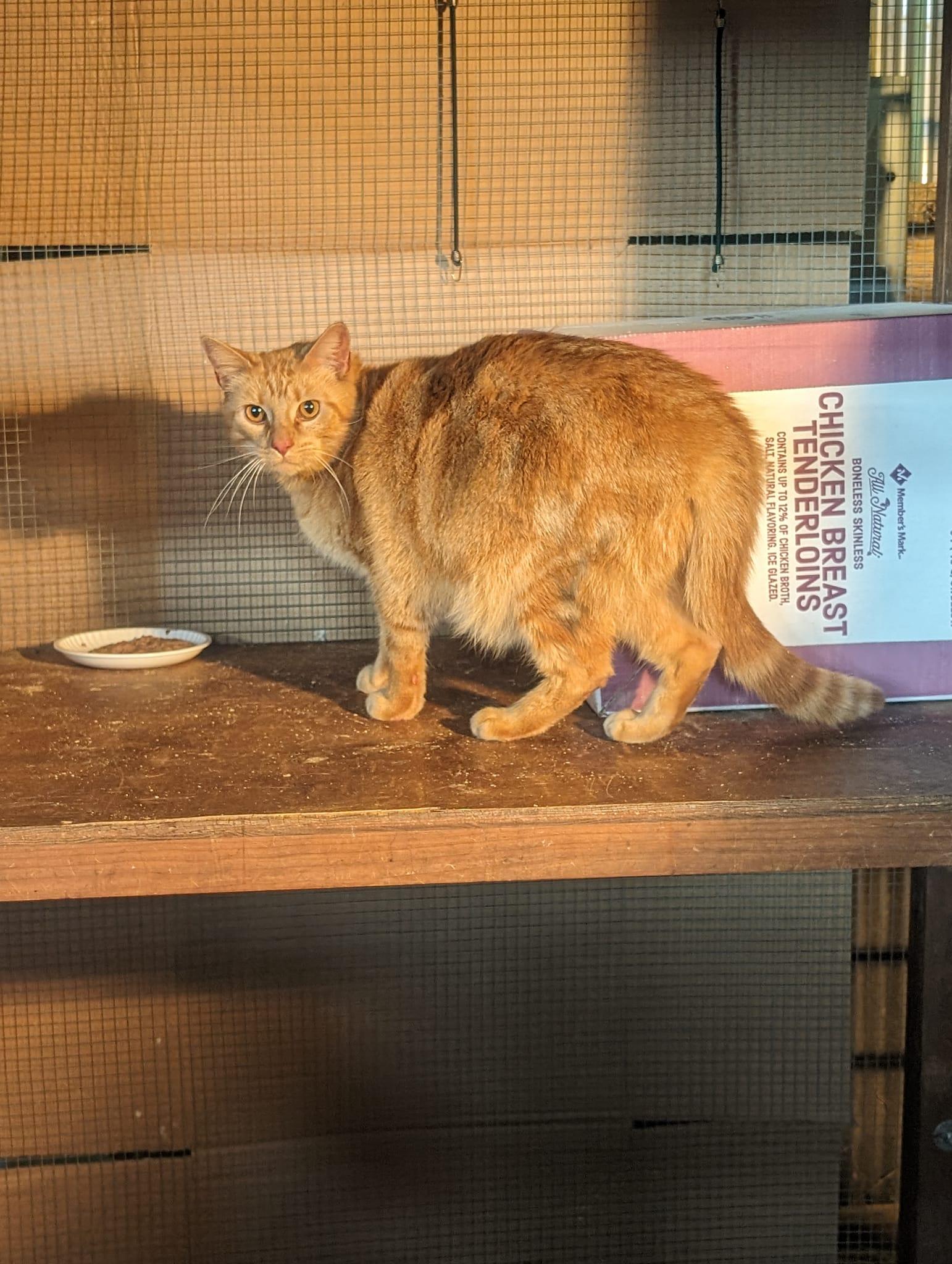 Enlarge CARUSO, a Adopted Tabby in Capshaw, AL image 3/3