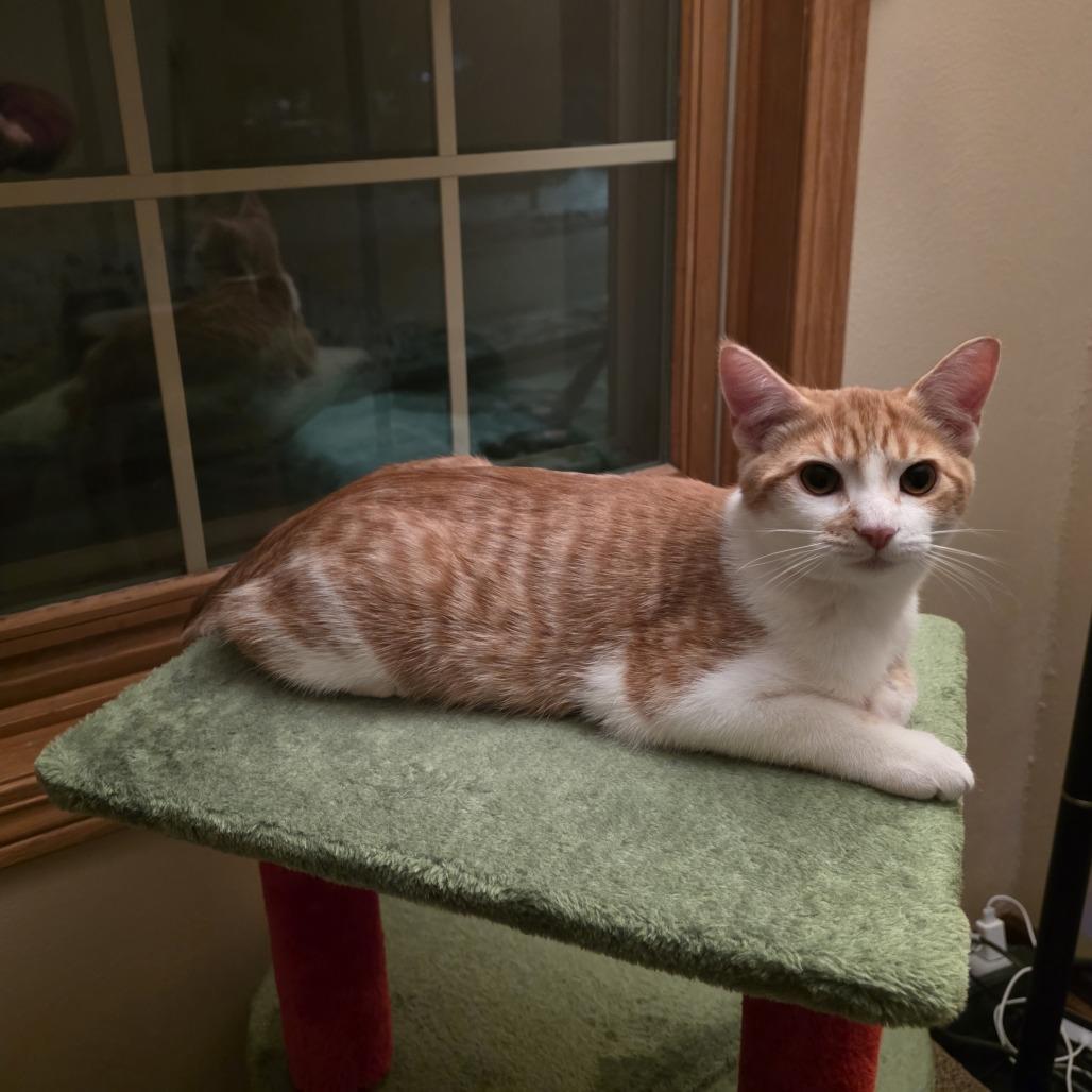 Jake Ballard (bonded with Quinn Perkins), Adoptable, Young Male Domestic Short Hair.