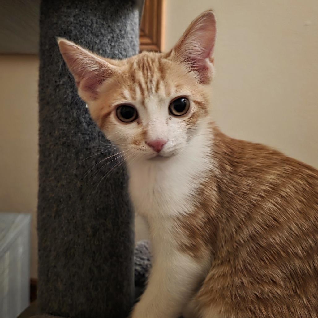 Jake Ballard, a Adoptable Domestic Short Hair in Madison, WI image 1/2