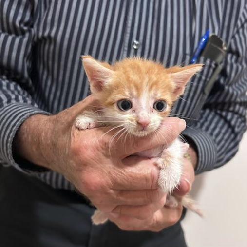 Jake Ballard, a Adoptable Domestic Short Hair in Madison, WI image 2/2