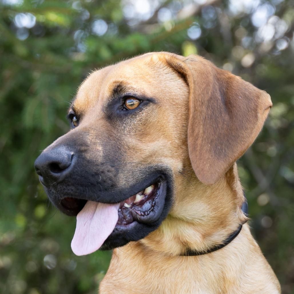 Enlarge Little Foot, a Adoptable mixed breed in Erie, PA image 1/6