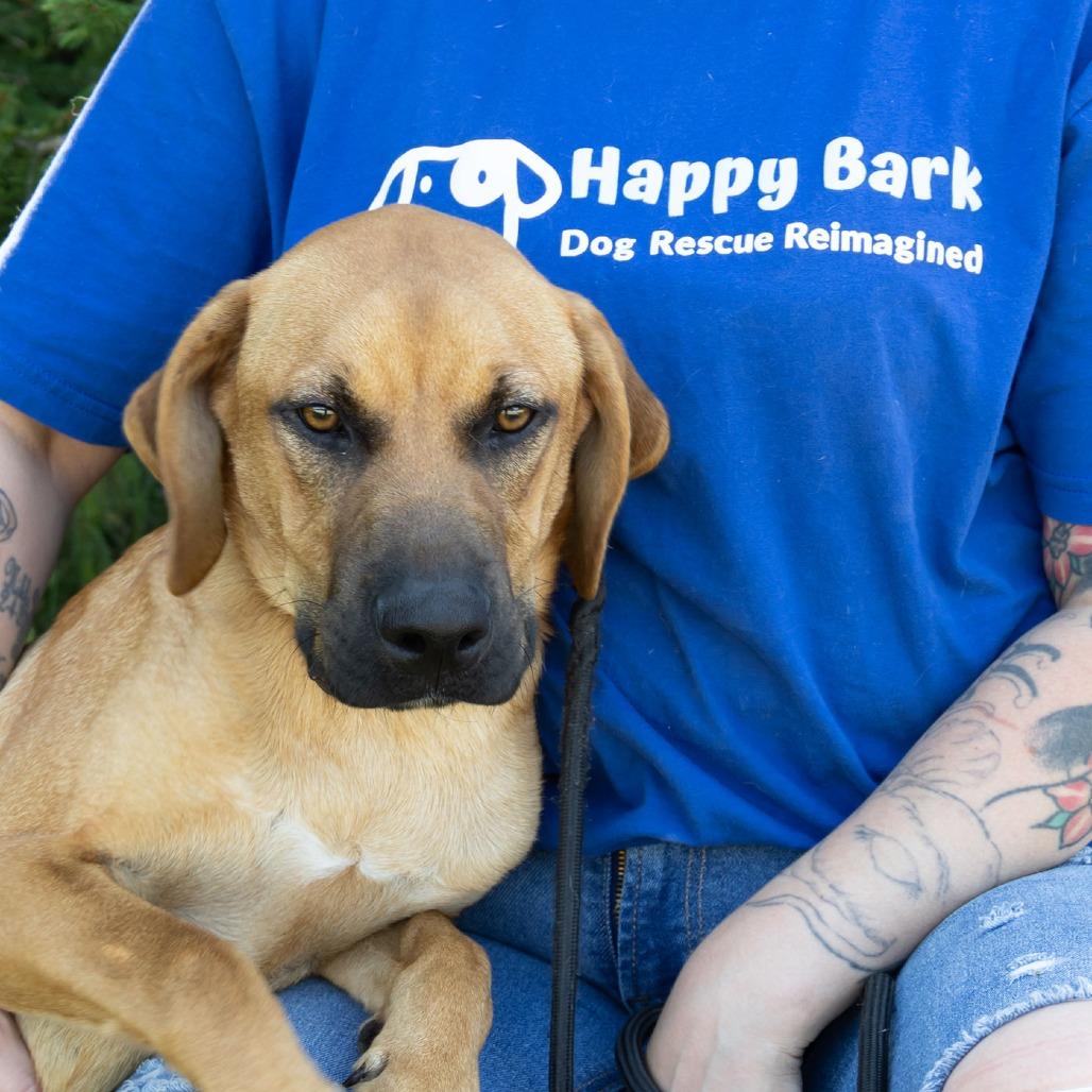 Enlarge Little Foot, a Adoptable mixed breed in Erie, PA image 2/6