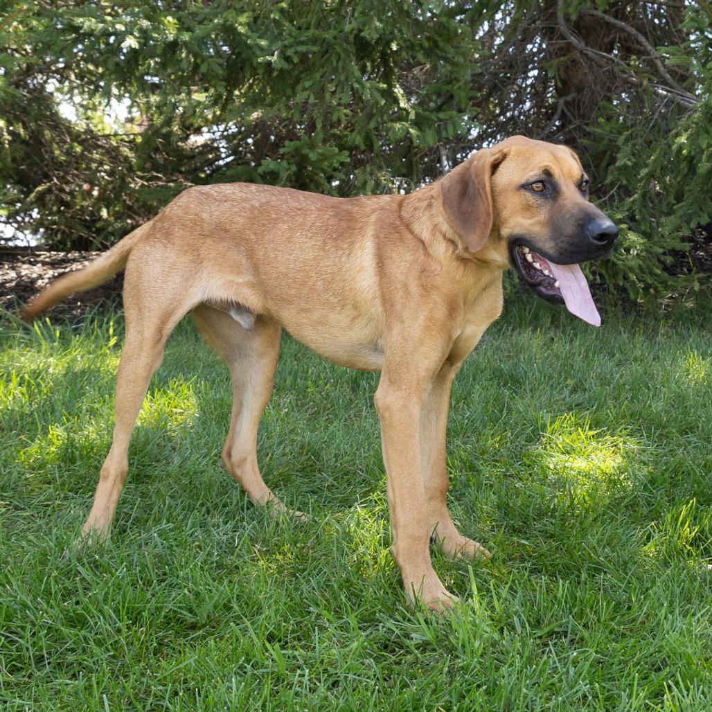 Enlarge Little Foot, a Adoptable mixed breed in Erie, PA image 3/6