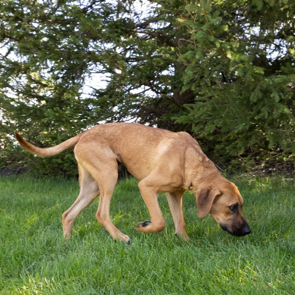 Enlarge Little Foot, a Adoptable mixed breed in Erie, PA image 4/6