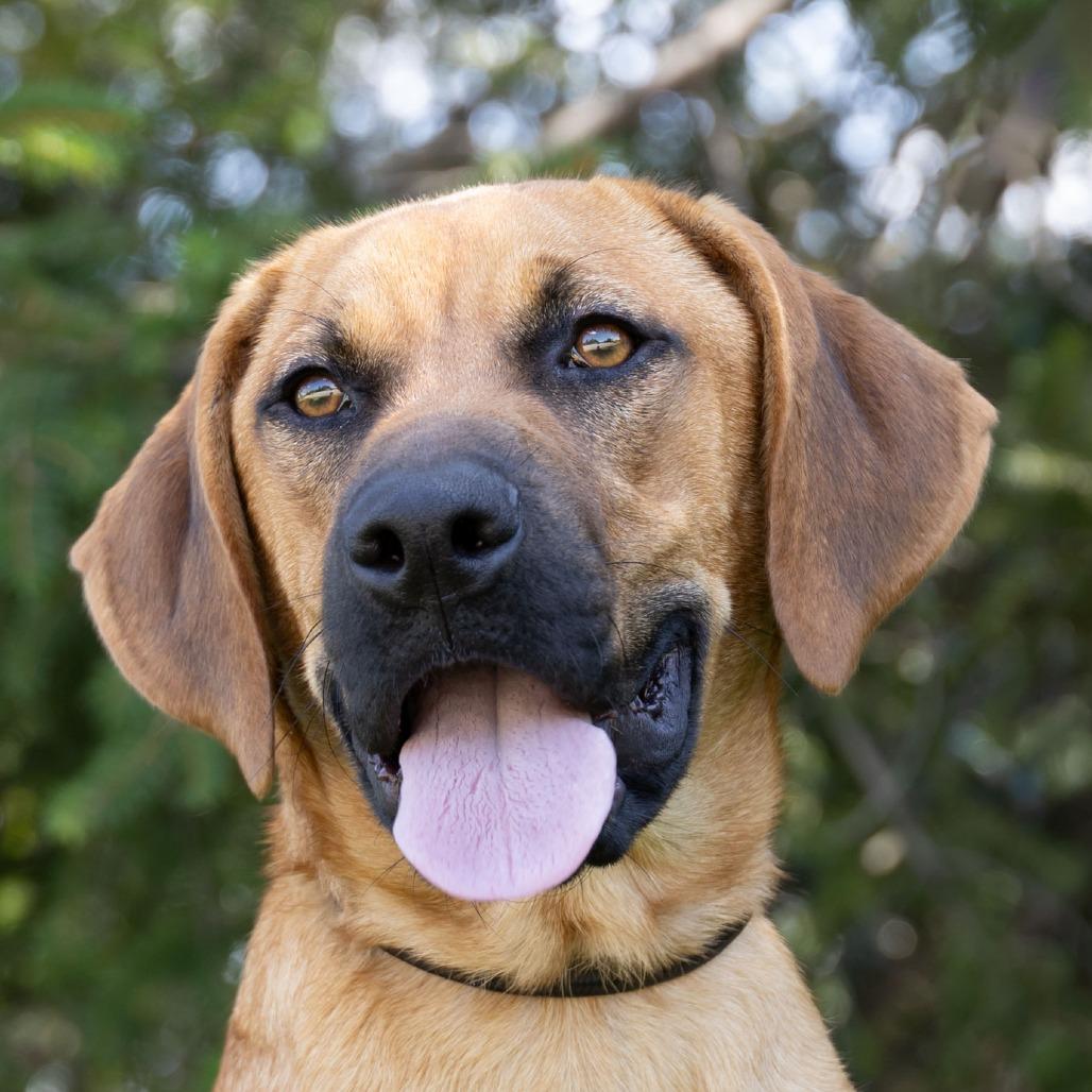 Enlarge Little Foot, a Adoptable mixed breed in Erie, PA image 5/6