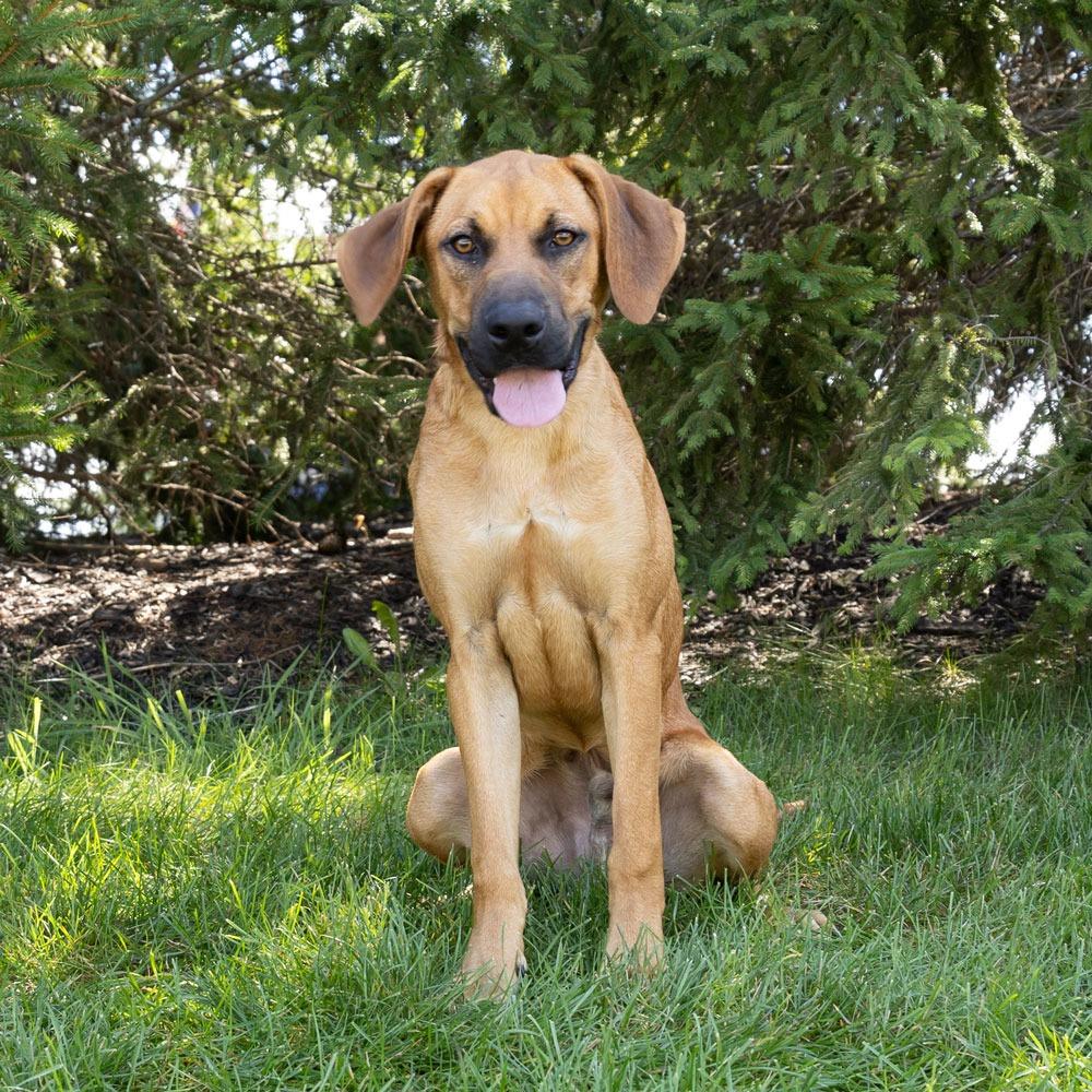 Enlarge Little Foot, a Adoptable mixed breed in Erie, PA image 6/6