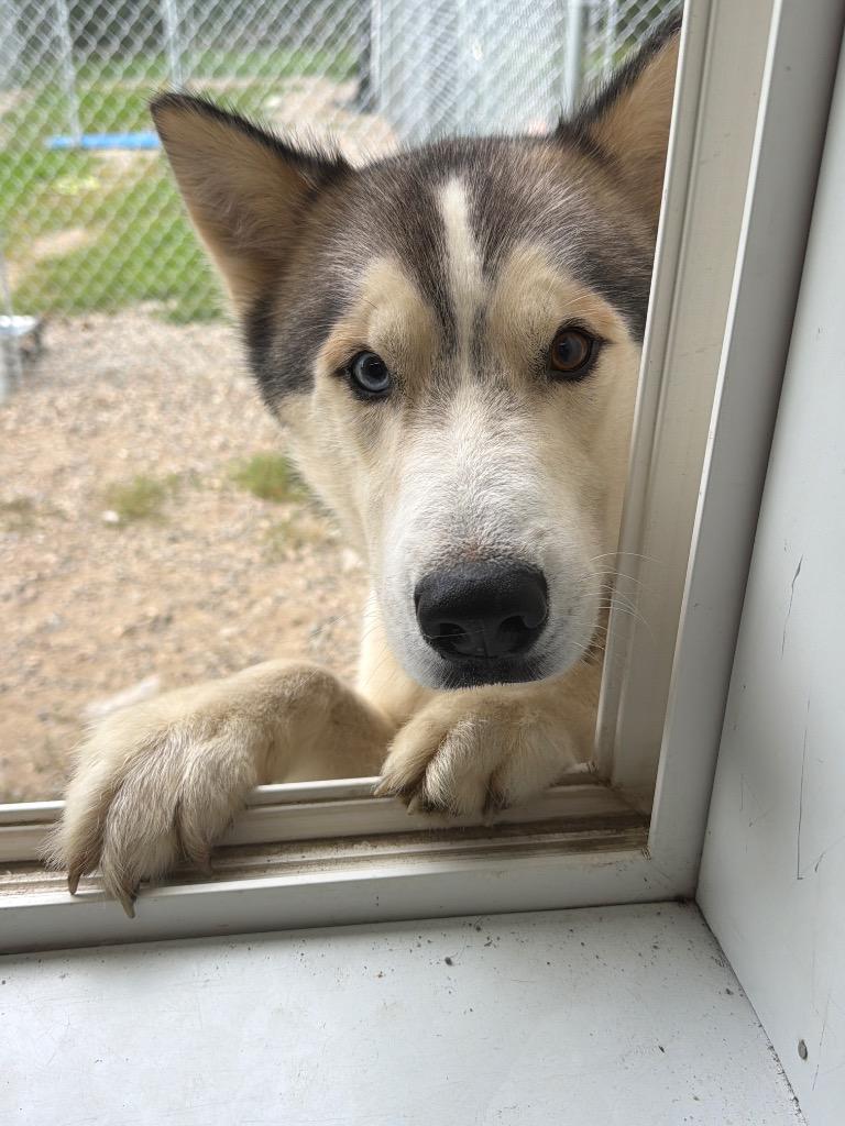Buddy, Adoptable, Young Male Siberian Husky.