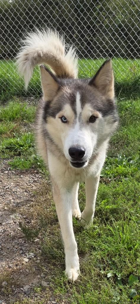 Enlarge Buddy, a Adoptable Siberian Husky in Virginia, MN image 2/2