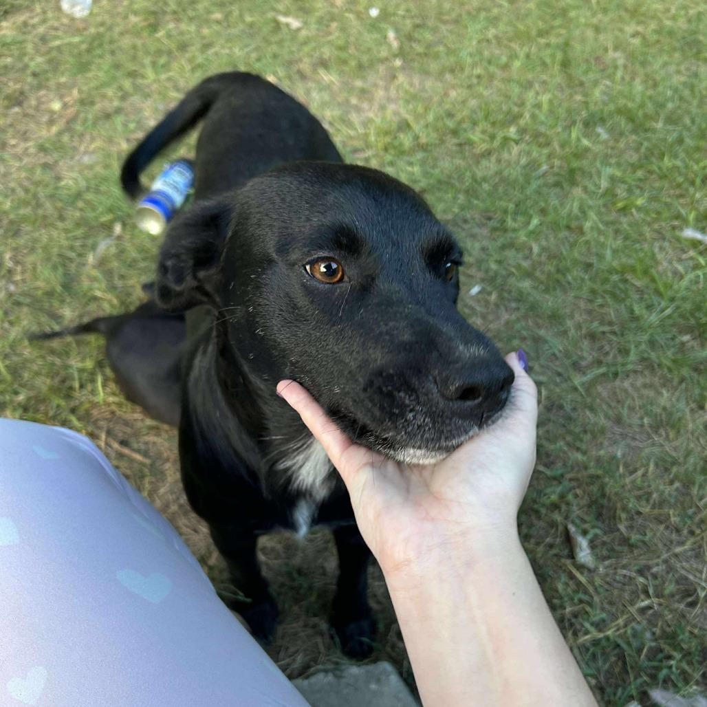 Grover, Adoptable, Adult Female Mixed Breed.