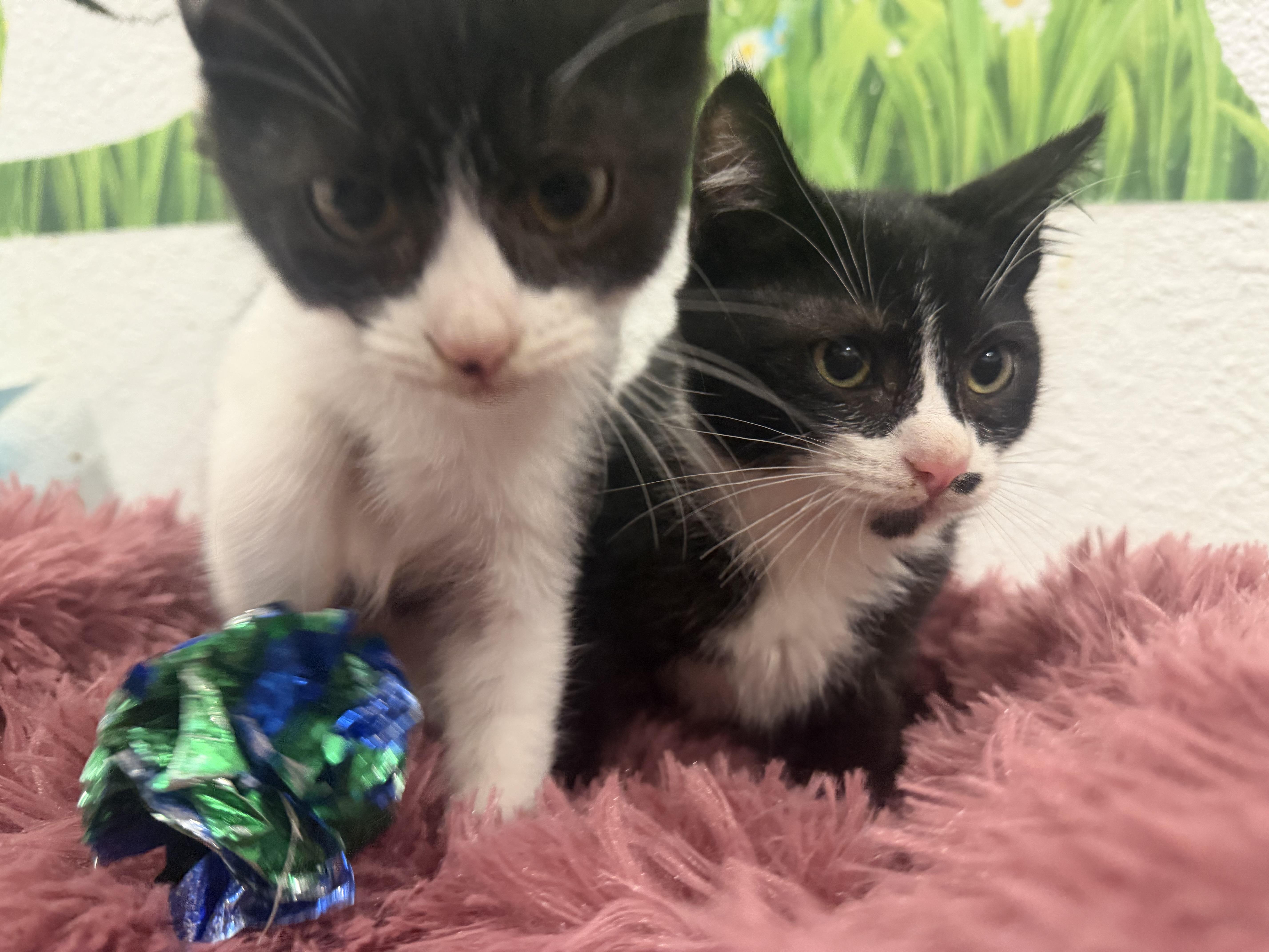 Henry, Adopted, Young Male Domestic Short Hair.