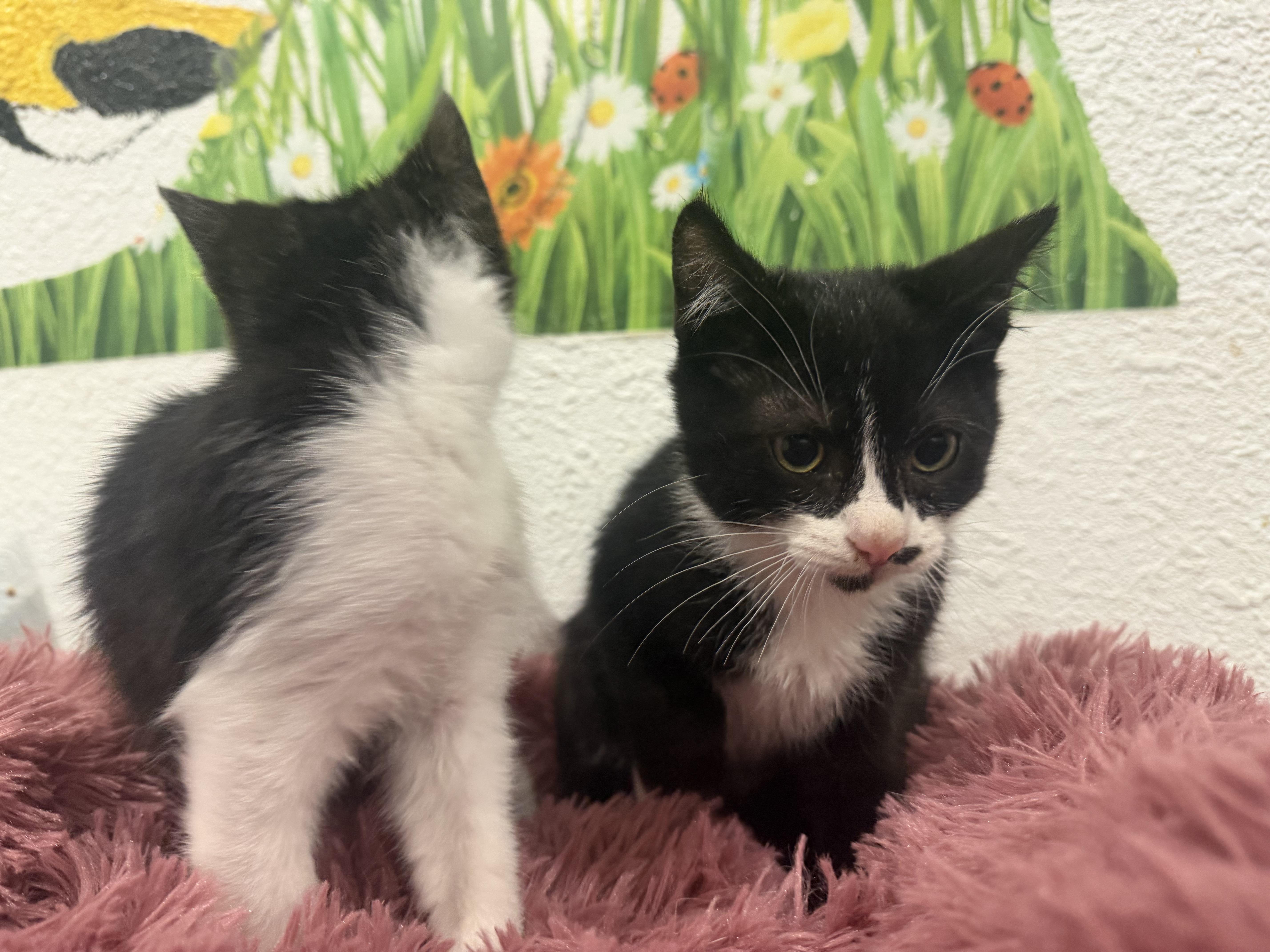 Enlarge Henry, a Adopted Domestic Short Hair in Rio Linda, CA image 2/3