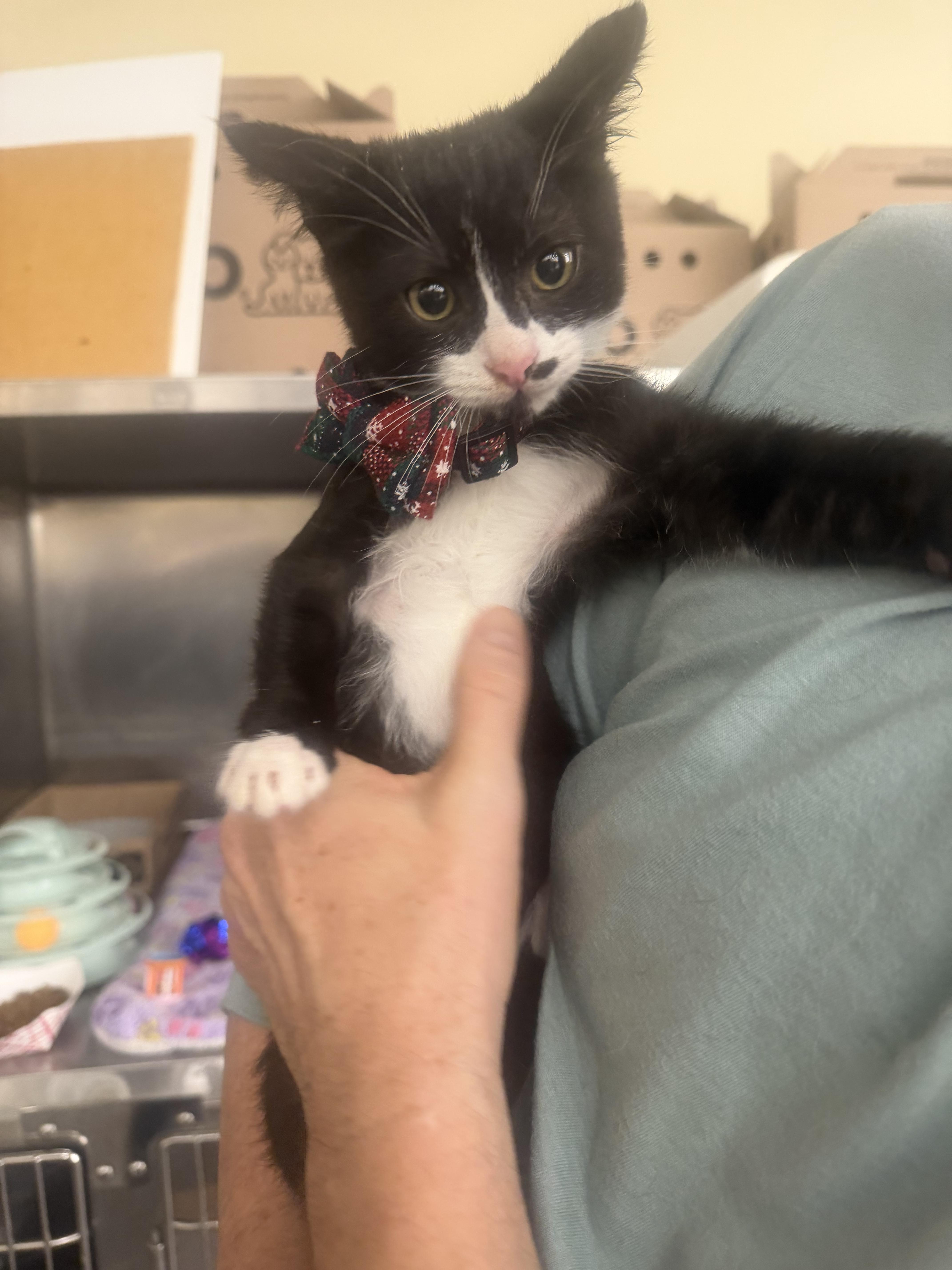 Enlarge Henry, a Adopted Domestic Short Hair in Rio Linda, CA image 3/3