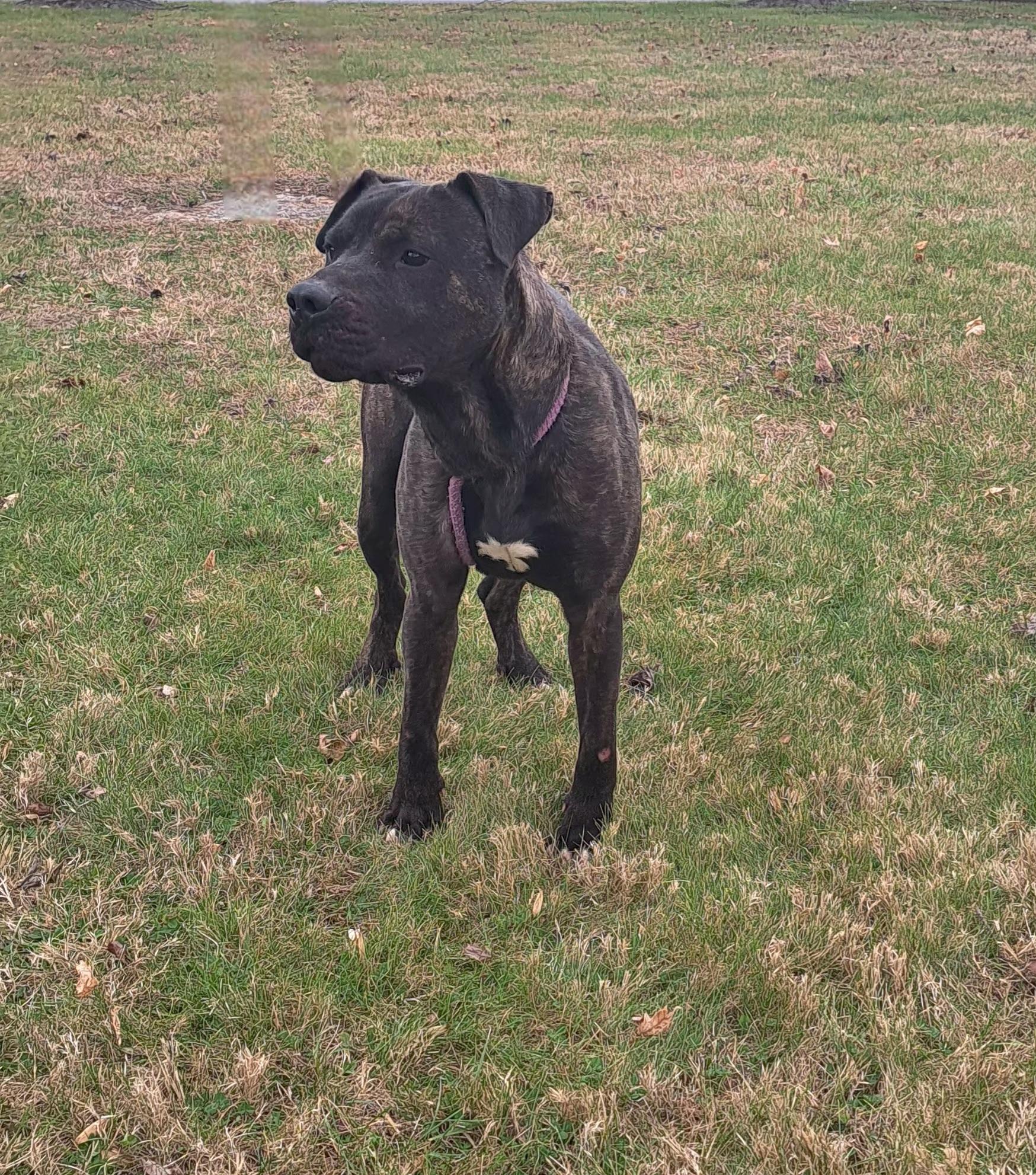 Enlarge Chop, a ADOPTABLE American Bully in McMinnville, TN image 2/3