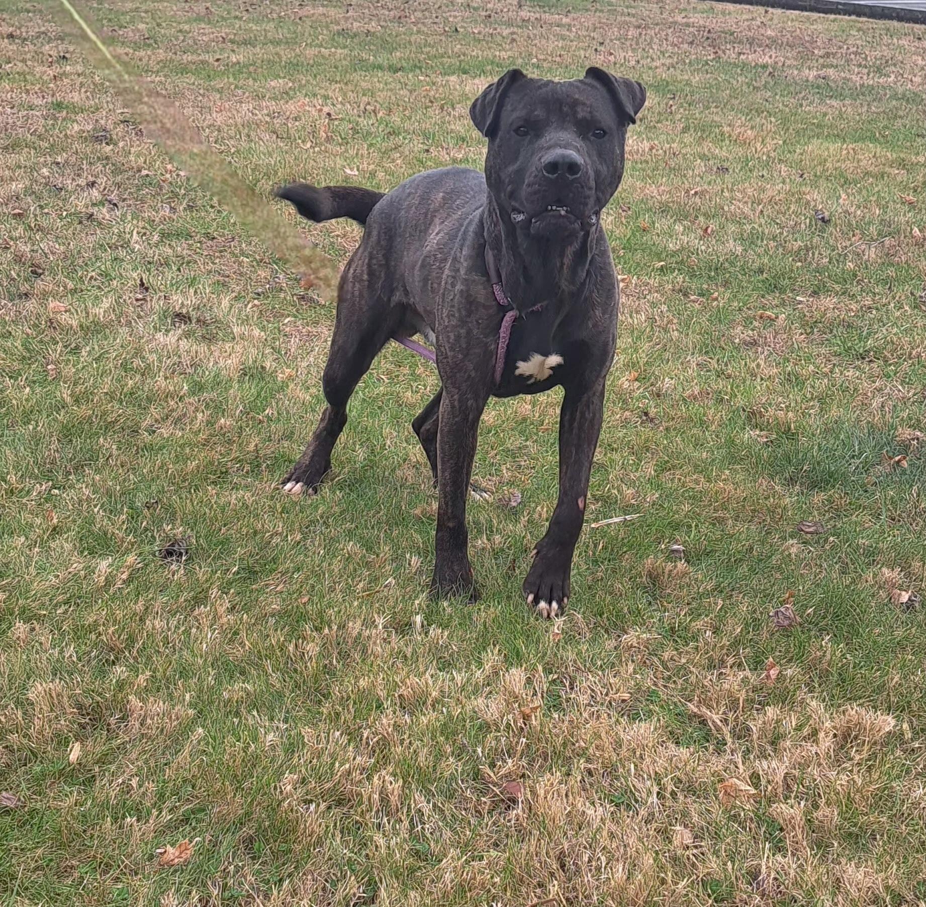 Enlarge Chop, a ADOPTABLE American Bully in McMinnville, TN image 3/3