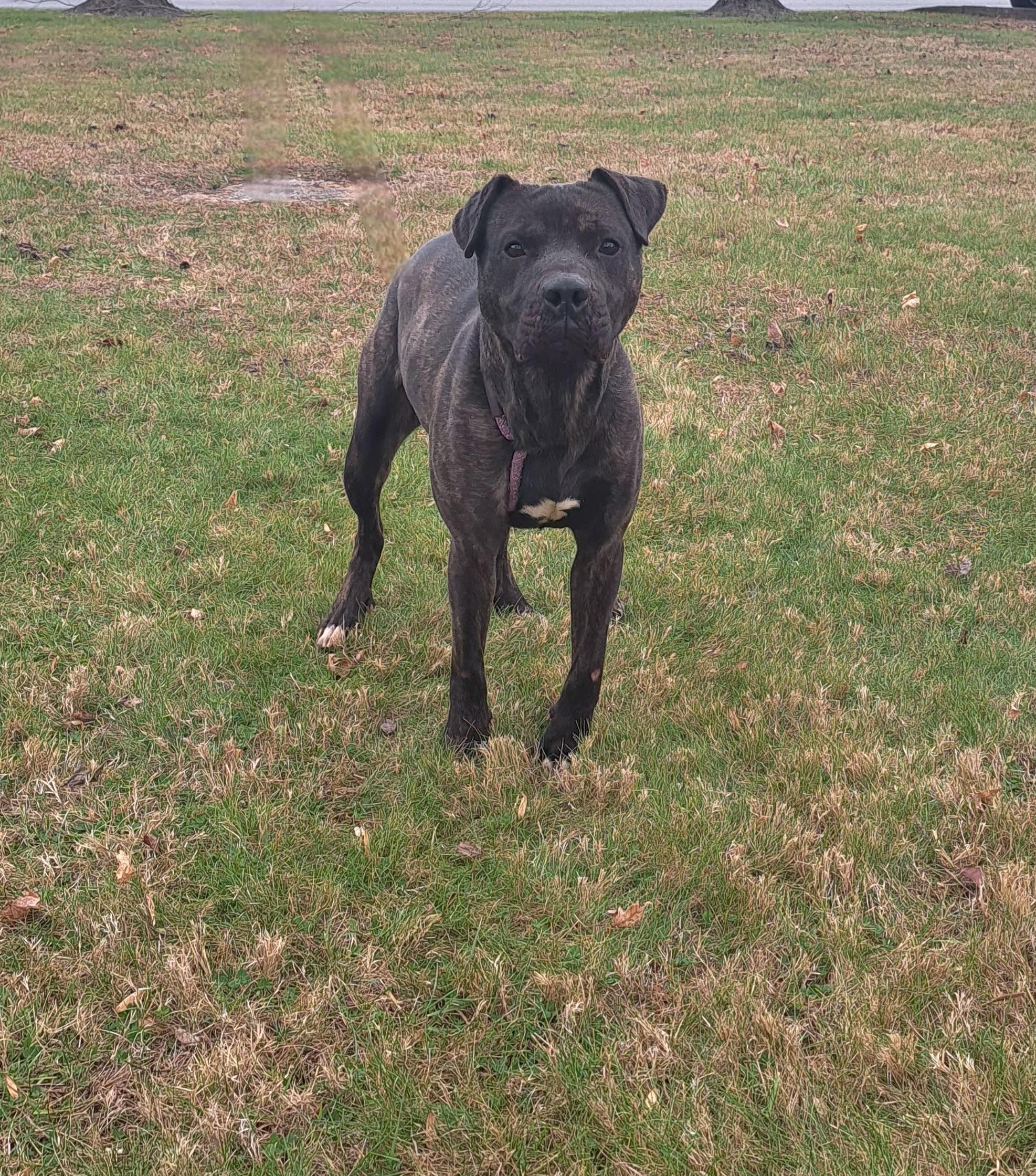 Enlarge Chop, a ADOPTABLE American Bully in McMinnville, TN image 1/3