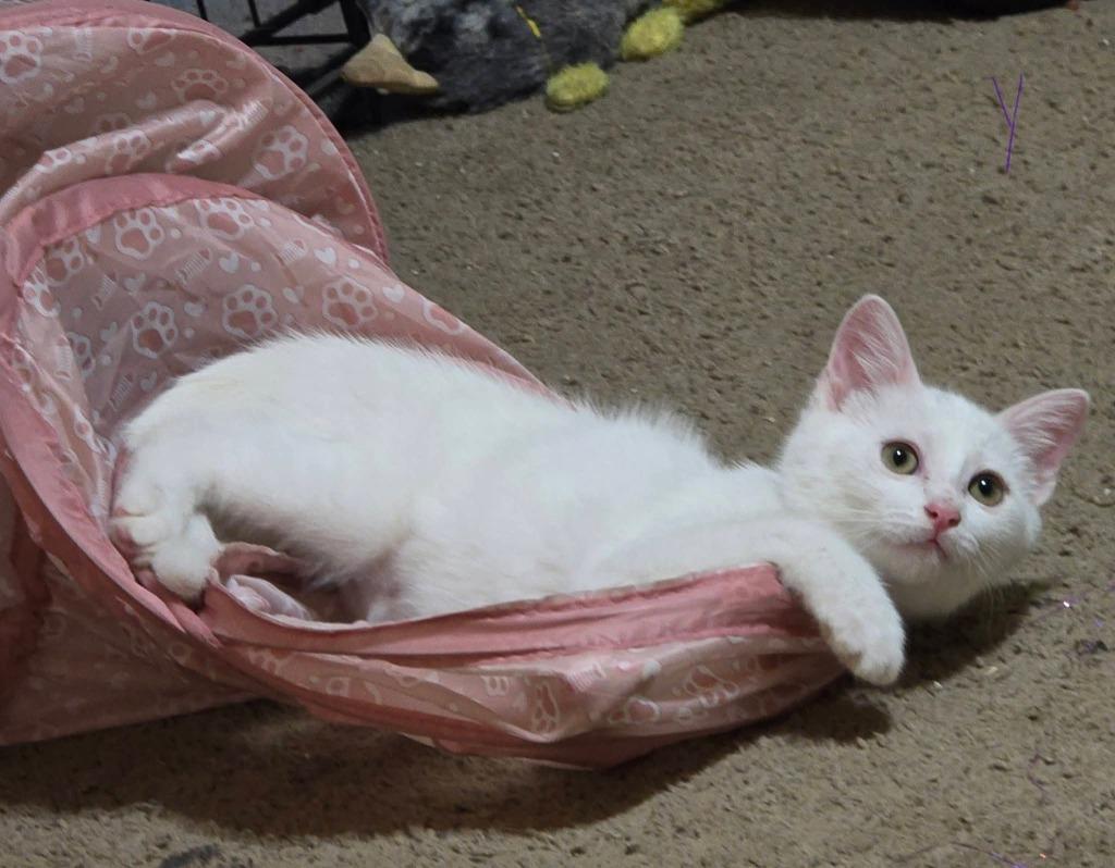 Enlarge Yuki, a Adoptable mixed breed in Miami, OK image 2/5