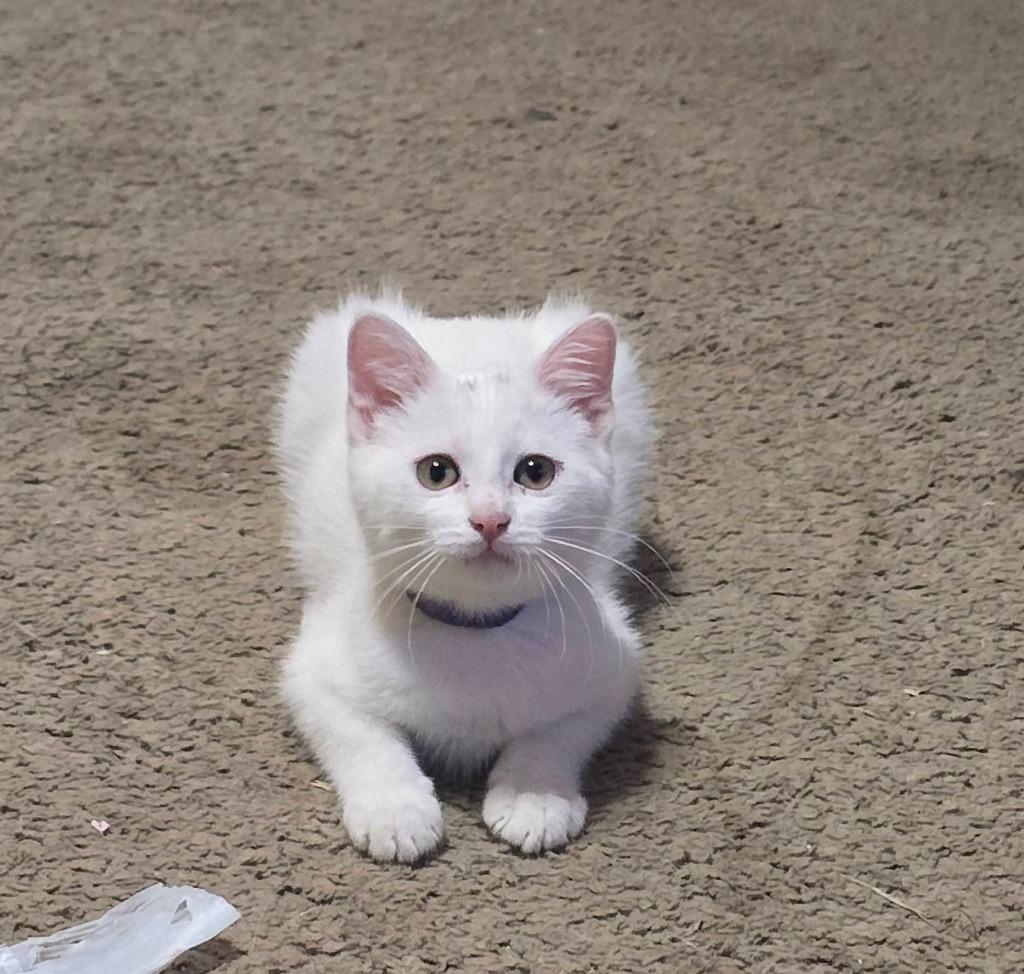 Enlarge Yuki, a Adoptable mixed breed in Miami, OK image 3/5