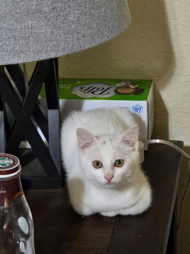 Enlarge Yuki, a Adoptable mixed breed in Miami, OK image 5/5