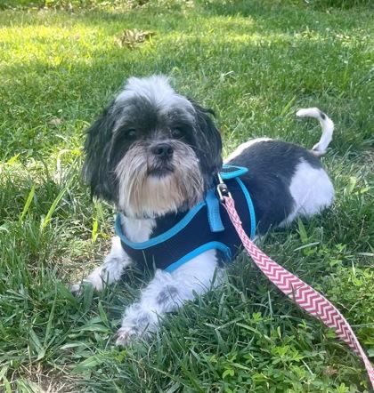 Fritz, adopted, Adult Male Bichon Frise & Shih Tzu.