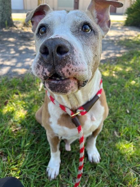 MIESHA — thumbnail 2